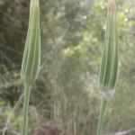 tragopogon-porrifolius-1-150x150